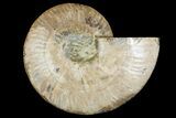 Cut & Polished Ammonite Fossil (Half) - Madagascar #158034-1